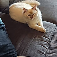 Apollo joined the competition — help win amazing prizes! animal, cat, close_up, comfortable, couch, cream_color, cute, domestic_animal, feline, fluffy, fur, household_item, indoor, laying_down, living_room, pet, relaxed, remote_control, resting, sofa