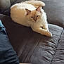 animal, cat, close_up, comfortable, couch, cream_color, cute, domestic_animal, feline, fluffy, fur, household_item, indoor, laying_down, living_room, pet, relaxed, remote_control, resting, sofa