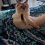 Apollo is registered to the contest to win money with this photo: animal, bed, blanket, cat, cozy, curious, cute, domestic, feline, fluffy, furniture, indoor, living_room, patterned, paw, pet, relaxed, remote_control, resting, tail
