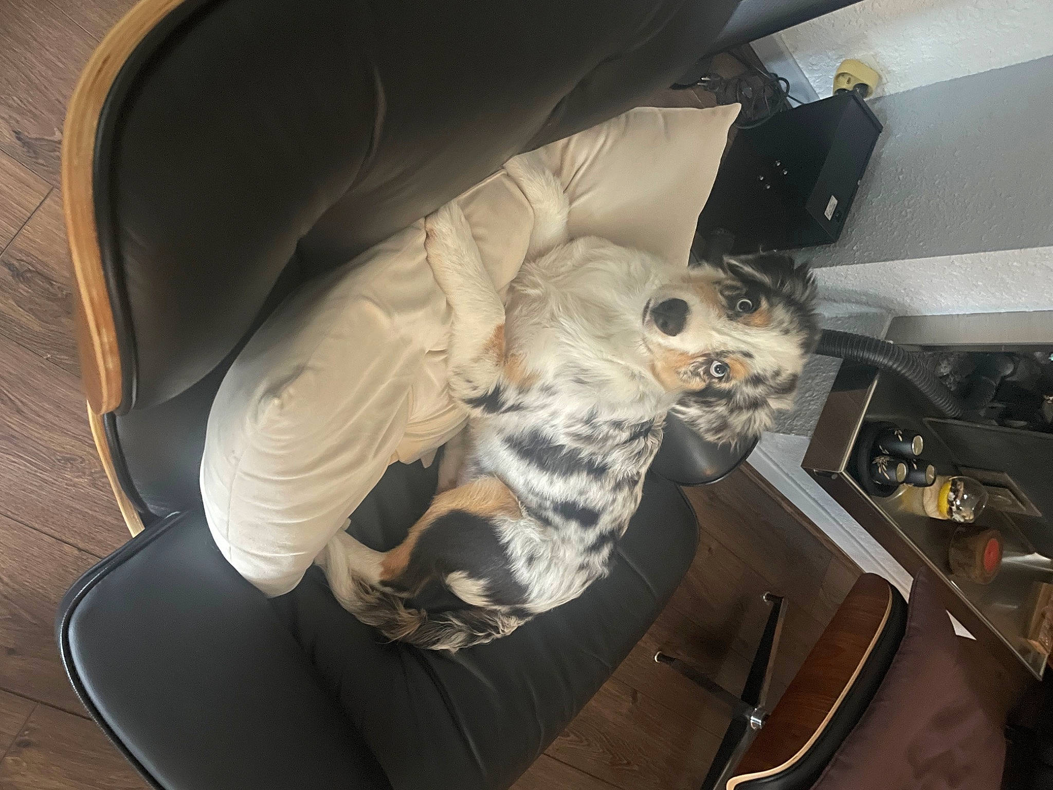 Taïko a rejoint le concours — aidez-le/la à gagner de superbes lots ! armrest, auto_part, automotive_design, automotive_exterior, automotive_tire, car_seat, car_seat_cover, carnivore, chair, comfort, companion_dog, eyewear, felidae, goggles, head_restraint, motor_vehicle, personal_luxury_car, vehicle, vehicle_door, whiskers