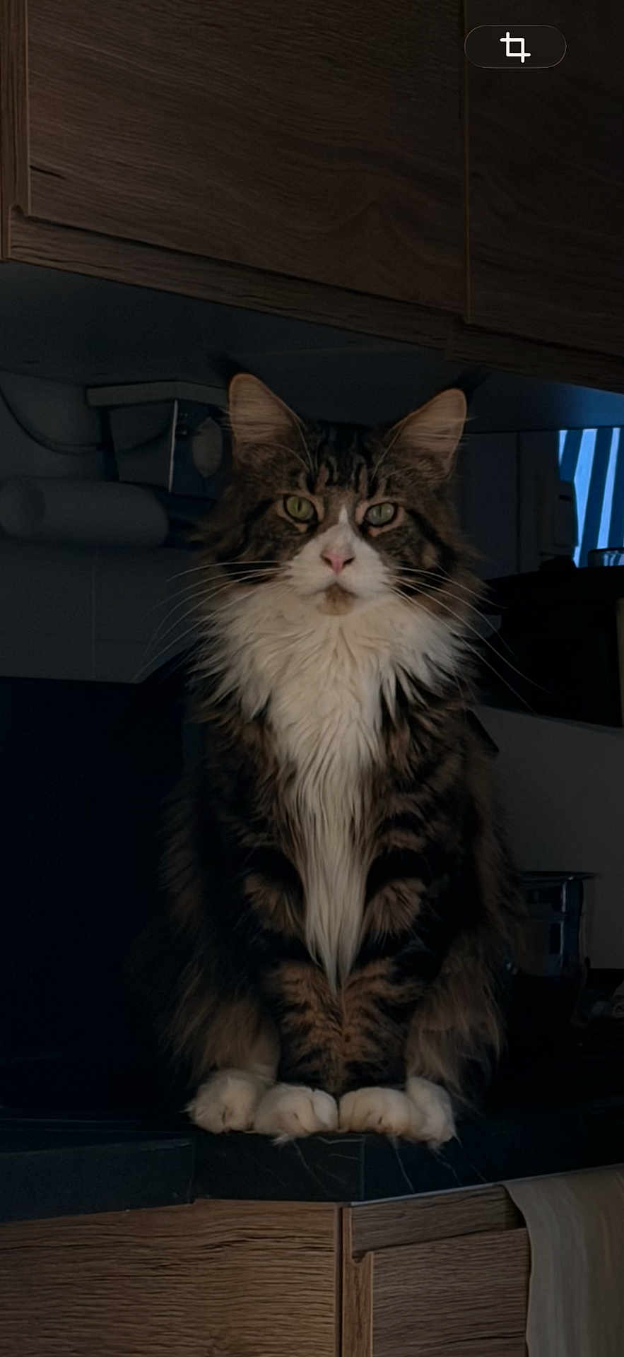 Wally a rejoint le concours — aidez-le/la à gagner de superbes lots ! cat, fluffy, sitting, kitchen, counter, feline, pet, indoor, tabby, white_paws, green_eyes, whiskers, fur, domestic_animal, animal, portrait, looking_at_camera, wood_cabinet, dark_background, calm