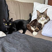 Wally a rejoint le concours — aidez-le/la à gagner de superbes lots ! cat, black_cat, tabby_cat, feline, pet, indoor, couch, pillow, blanket, fur, whiskers, eyes, relaxed, domestic_animal, animal, living_room, cozy, resting, cute, companion