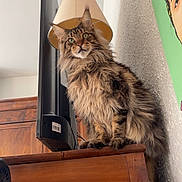 Onyx participe au concours pour gagner de l'argent avec cette photo : box, cabinetry, cardboard, carnivore, cat, cat_supply, domestic_short_haired_cat, fawn, felidae, fur, hardwood, maine_coon, packaging_and_labeling, room, shelf, shelving, small_to_medium_sized_cats, tail, whiskers, wood