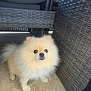 Ricco a rejoint le concours — aidez-le/la à gagner de superbes lots ! dog, pomeranian, fluffy, small_dog, pet, animal, outdoor, furniture, woven_chair, cushion, curious, standing, light_brown, cute, companion, domestic_animal, canine, fur, portrait, looking_up