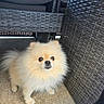 dog, pomeranian, fluffy, small_dog, pet, animal, outdoor, furniture, woven_chair, cushion, curious, standing, light_brown, cute, companion, domestic_animal, canine, fur, portrait, looking_up