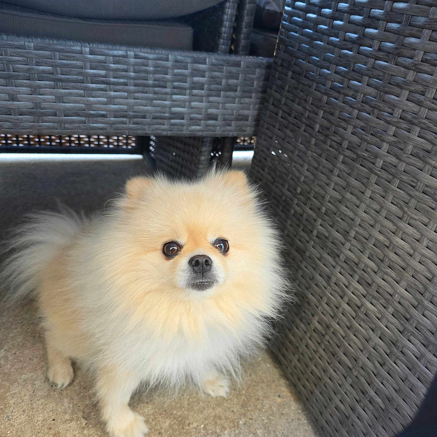 Ricco a rejoint le concours — aidez-le/la à gagner de superbes lots ! dog, pomeranian, fluffy, small_dog, pet, animal, outdoor, furniture, woven_chair, cushion, curious, standing, light_brown, cute, companion, domestic_animal, canine, fur, portrait, looking_up