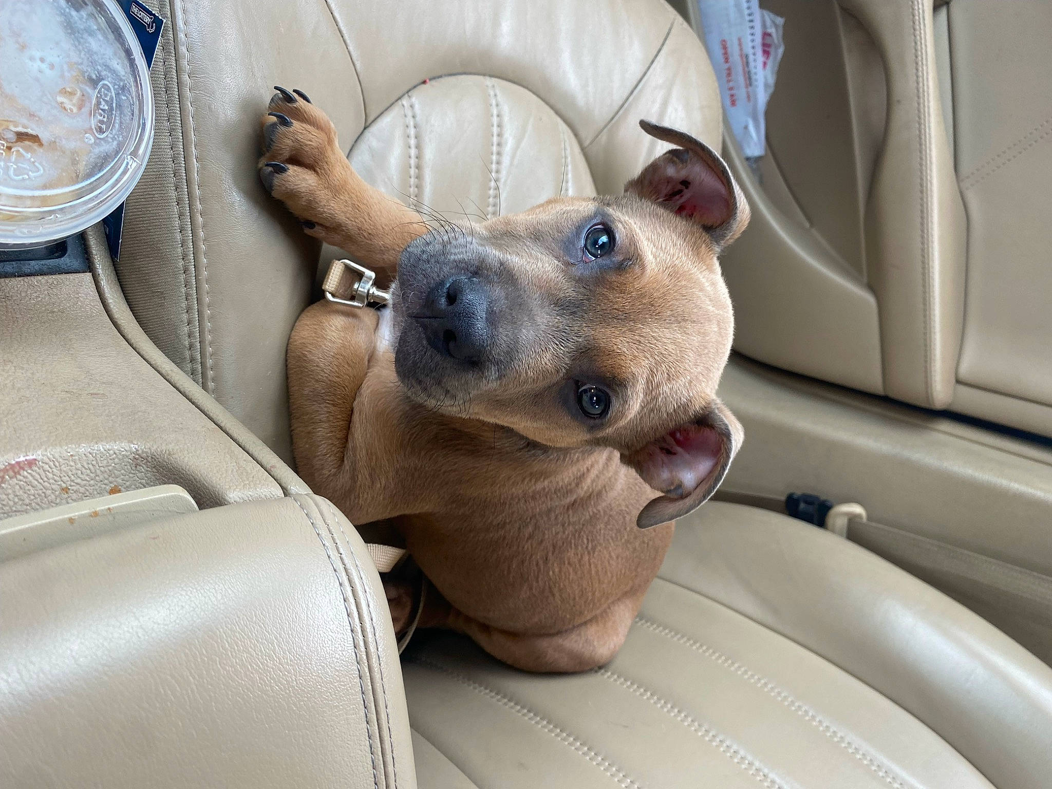 Deuce is registered to the contest to win money with this photo: auto_part, car, car_seat, carnivore, collar, comfort, companion_dog, dog, dog_breed, fawn, motor_vehicle, plate, serveware, snout, sporting_group, tableware, vehicle, whiskers, window, working_animal