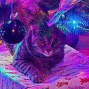 Zoey joined the competition — help win amazing prizes! cat, tabby_cat, christmas_tree, christmas_lights, ornament, gift_box, holiday, festive, colorful_lights, indoor, pet, animal, decorations, pine_branches, wrapped_gift, cute, relaxed, christmas_theme, holiday_season, feline
