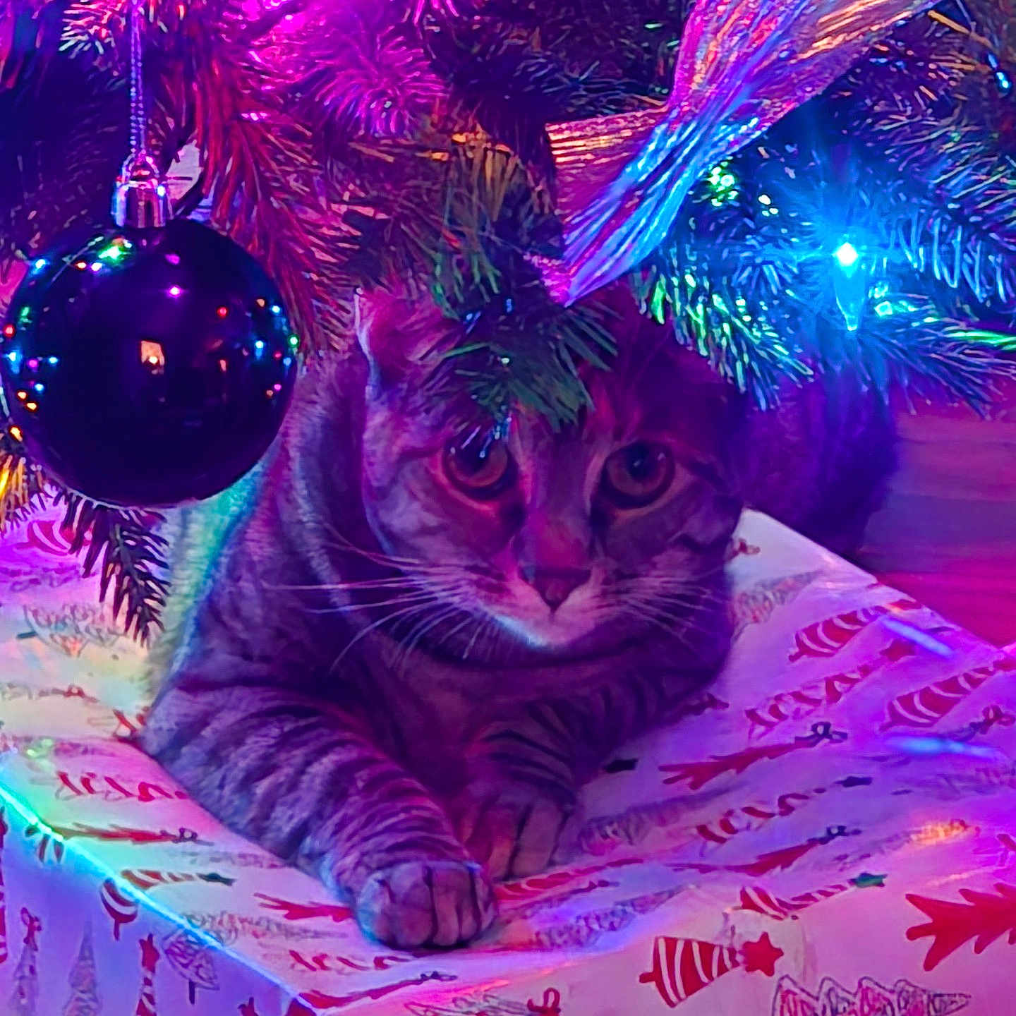 Zoey joined the competition — help win amazing prizes! animal, cat, christmas_lights, christmas_theme, christmas_tree, colorful_lights, cute, decorations, feline, festive, gift_box, holiday, holiday_season, indoor, ornament, pet, pine_branches, relaxed, tabby_cat, wrapped_gift