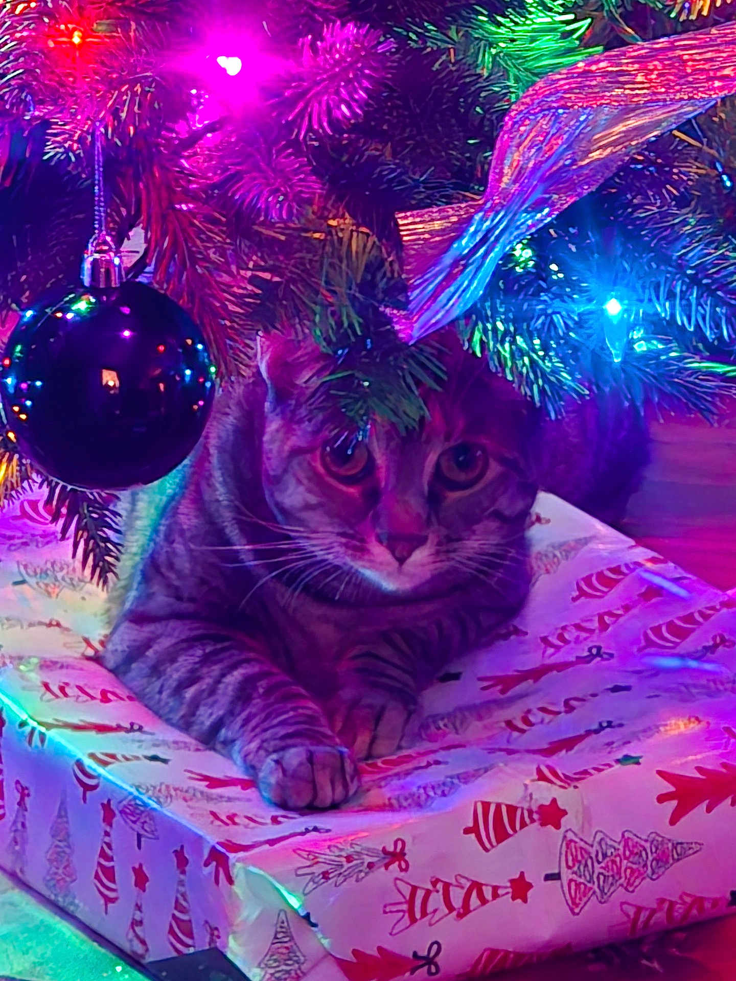 Zoey joined the competition — help win amazing prizes! cat, tabby_cat, christmas_tree, christmas_lights, ornament, gift_box, holiday, festive, colorful_lights, indoor, pet, animal, decorations, pine_branches, wrapped_gift, cute, relaxed, christmas_theme, holiday_season, feline