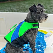 Griffin is registered to the contest to win money with this photo: dog, life_jacket, boat, water, towel, outdoor, pet, animal, gray_fur, sitting, side_view, calm, summer, adventure, canine, nature, leisure, closeup, daytime, portrait