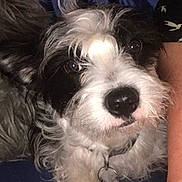 Binx joined the competition — help win amazing prizes! dog, black_and_white, close_up, fluffy_fur, collar, tag, nose, eyes, pet, domestic_animal, resting, indoor, portrait, curious, furry, animal, companion, cute, looking, close