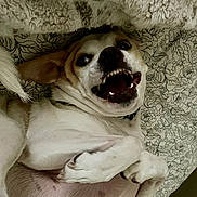 Dixie is registered to the contest to win money with this photo: dog, pet, lying_down, teeth, mouth_open, funny_face, blanket, bed, fur, paw, animal, cute, indoor, resting, smiling, expression, canine, white_fur, ears, cozy