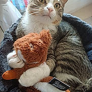 Shadow a rejoint le concours — aidez-le/la à gagner de superbes lots ! cat, tabby, plush_toy, toy_fox, cuddling, pet_bed, indoor, window, curious, animal, feline, whiskers, soft, cozy, close_up, domestic, resting, fur, paws, home