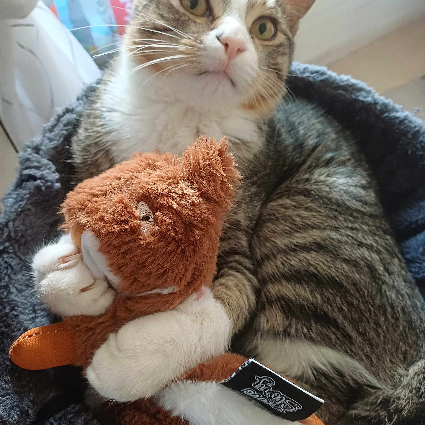 Shadow a rejoint le concours — aidez-le/la à gagner de superbes lots ! animal, cat, close_up, cozy, cuddling, curious, domestic, feline, fur, home, indoor, paws, pet_bed, plush_toy, resting, soft, tabby, toy_fox, whiskers, window