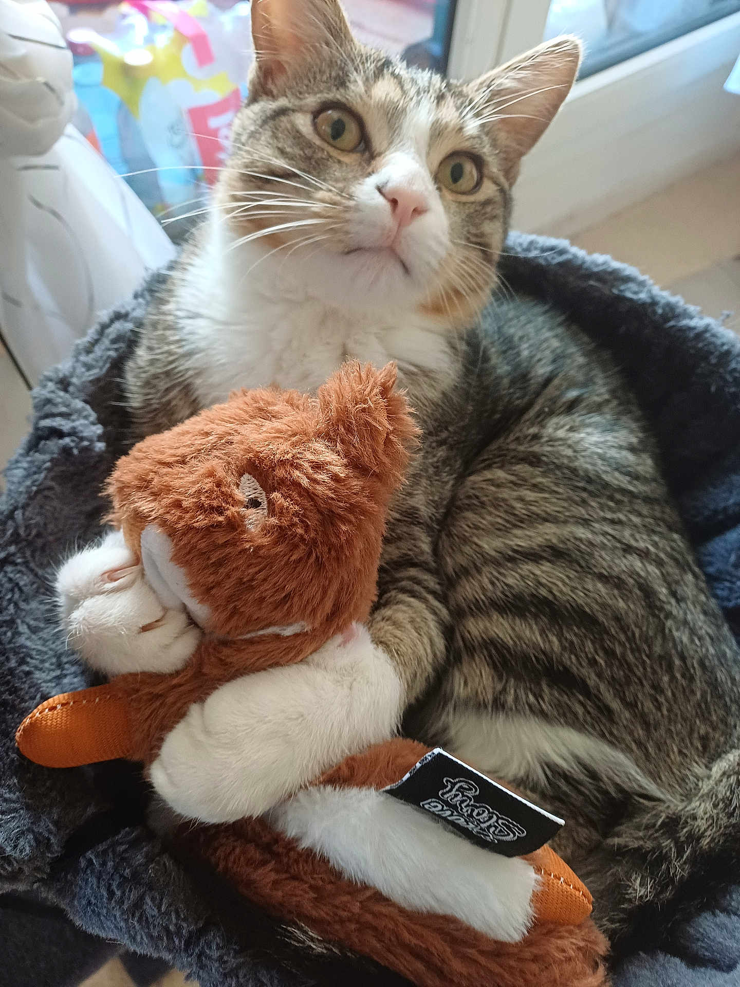 Shadow a rejoint le concours — aidez-le/la à gagner de superbes lots ! cat, tabby, plush_toy, toy_fox, cuddling, pet_bed, indoor, window, curious, animal, feline, whiskers, soft, cozy, close_up, domestic, resting, fur, paws, home