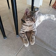 Ulysse a rejoint le concours — aidez-le/la à gagner de superbes lots ! cat, tabby_cat, indoor, floor, tile_floor, chair_leg, pet, animal, feline, domestic_cat, relaxed, curious, paws, whiskers, collar, four_legs, ears, tail, human_presence, toes