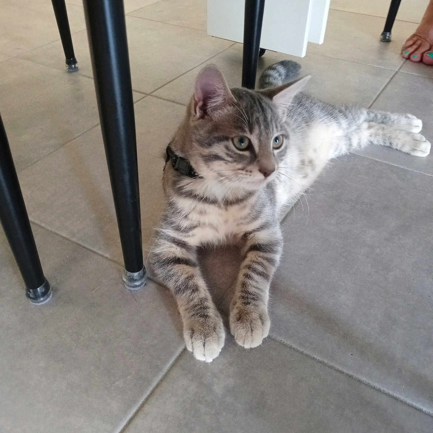Ulysse a rejoint le concours — aidez-le/la à gagner de superbes lots ! cat, tabby_cat, indoor, floor, tile_floor, chair_leg, pet, animal, feline, domestic_cat, relaxed, curious, paws, whiskers, collar, four_legs, ears, tail, human_presence, toes