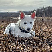 Ava a rejoint le concours — aidez-le/la à gagner de superbes lots ! puppy, dog, white_dog, heterochromia, blue_eye, brown_eye, outdoor, field, dry_grass, nature, cloudy_sky, animal, pet, young_dog, curious, lying_down, collar, ears_up, close_up, landscape