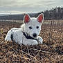 puppy, dog, white_dog, heterochromia, blue_eye, brown_eye, outdoor, field, dry_grass, nature, cloudy_sky, animal, pet, young_dog, curious, lying_down, collar, ears_up, close_up, landscape