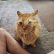 Sullivan joined the competition — help win amazing prizes! animal, carpet, cat, close_up, cozy, curious, domestic, feline, floor, fluffy, home, indoor, legs, looking_up, orange_tabby, person, pet, sitting, whiskers, white_socks