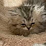 animal, beige, blanket, cat, cozy, cute, domestic, face, fluffy, fur, furry, indoor, kitten, nestled, pet, resting, sleepy, small, soft, young