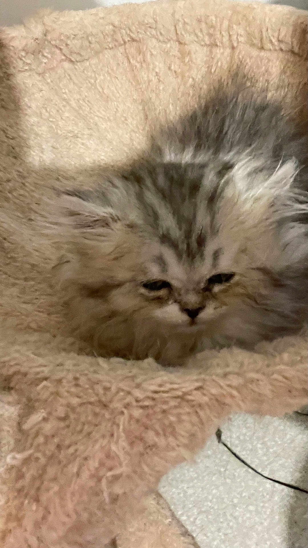Toya