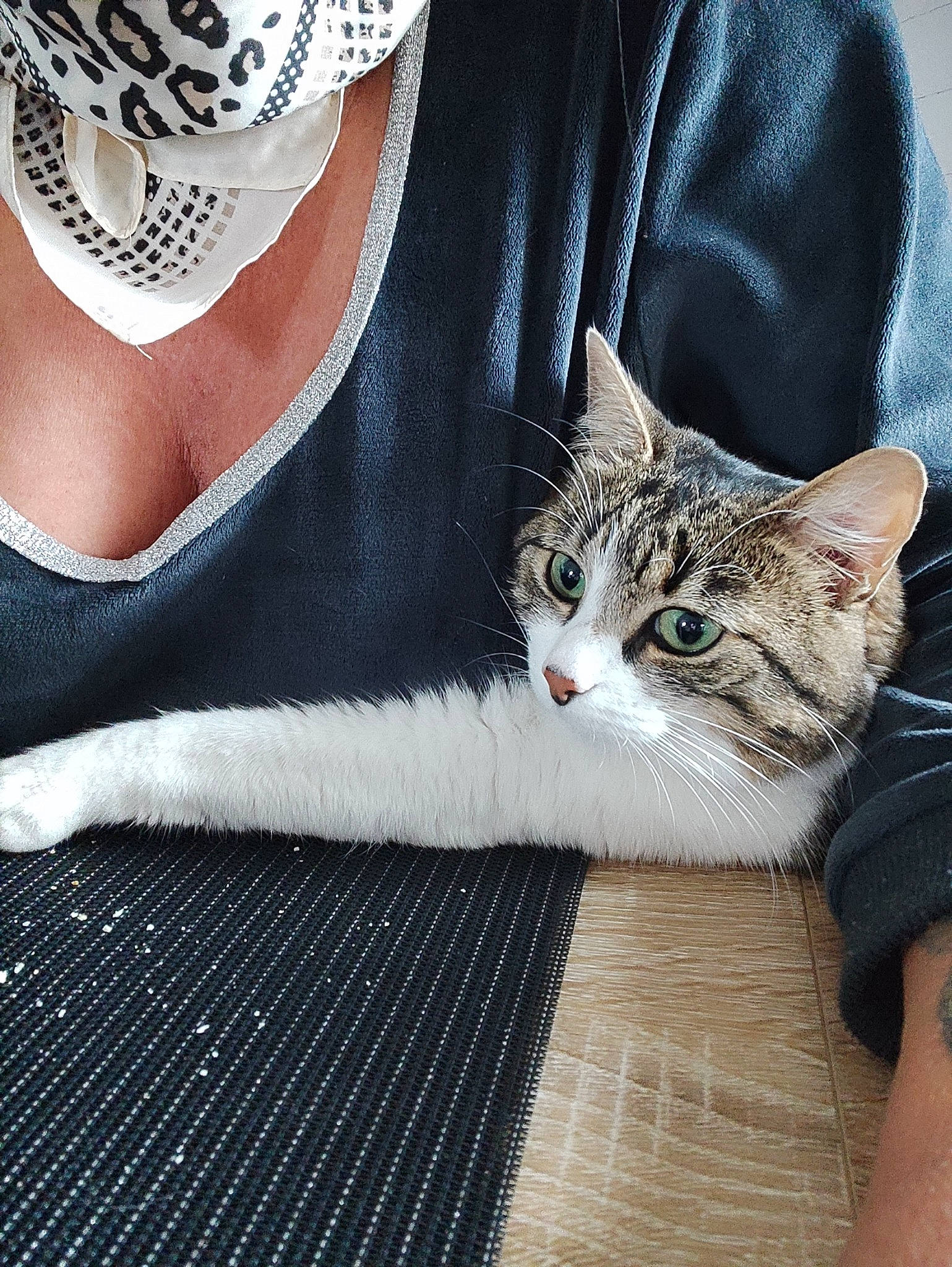Loula a rejoint le concours — aidez-le/la à gagner de superbes lots ! carnivore, cat, domestic_short_haired_cat, fashion_accessory, felidae, fur, gesture, grey, hand, human_body, human_leg, jewellery, leg, paw, sitting, sleeve, small_to_medium_sized_cats, sportswear, thigh, whiskers