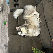 Birch is registered to the contest to win money with this photo: dog, sofa, recliner, living_room, floor, wood_floor, blue_cloth, plush_toy, plant, leafy_plant, pet, fur, blue_eyes, relaxed, tongue_out, cozy, indoor, home, animal, cute