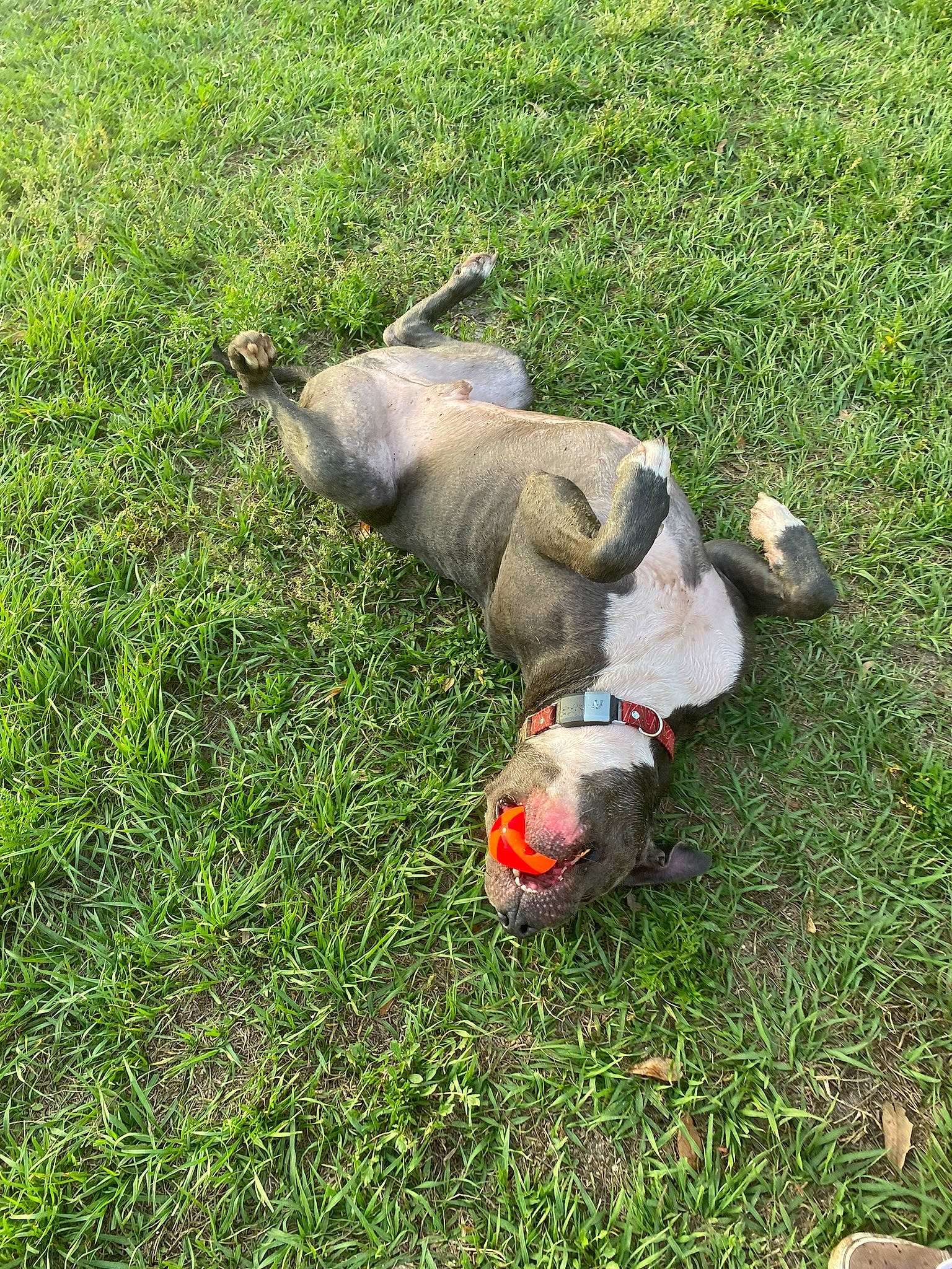 Levi joined the competition — help win amazing prizes! canidae, carnivore, companion_dog, dog_breed, grass, grass_family, grassland, grey_squirrel, groundcover, lawn, pigeons_and_doves, plant, puppy, rock_dove, sporting_group, stock_dove, tail, terrestrial_animal, wildlife, yard