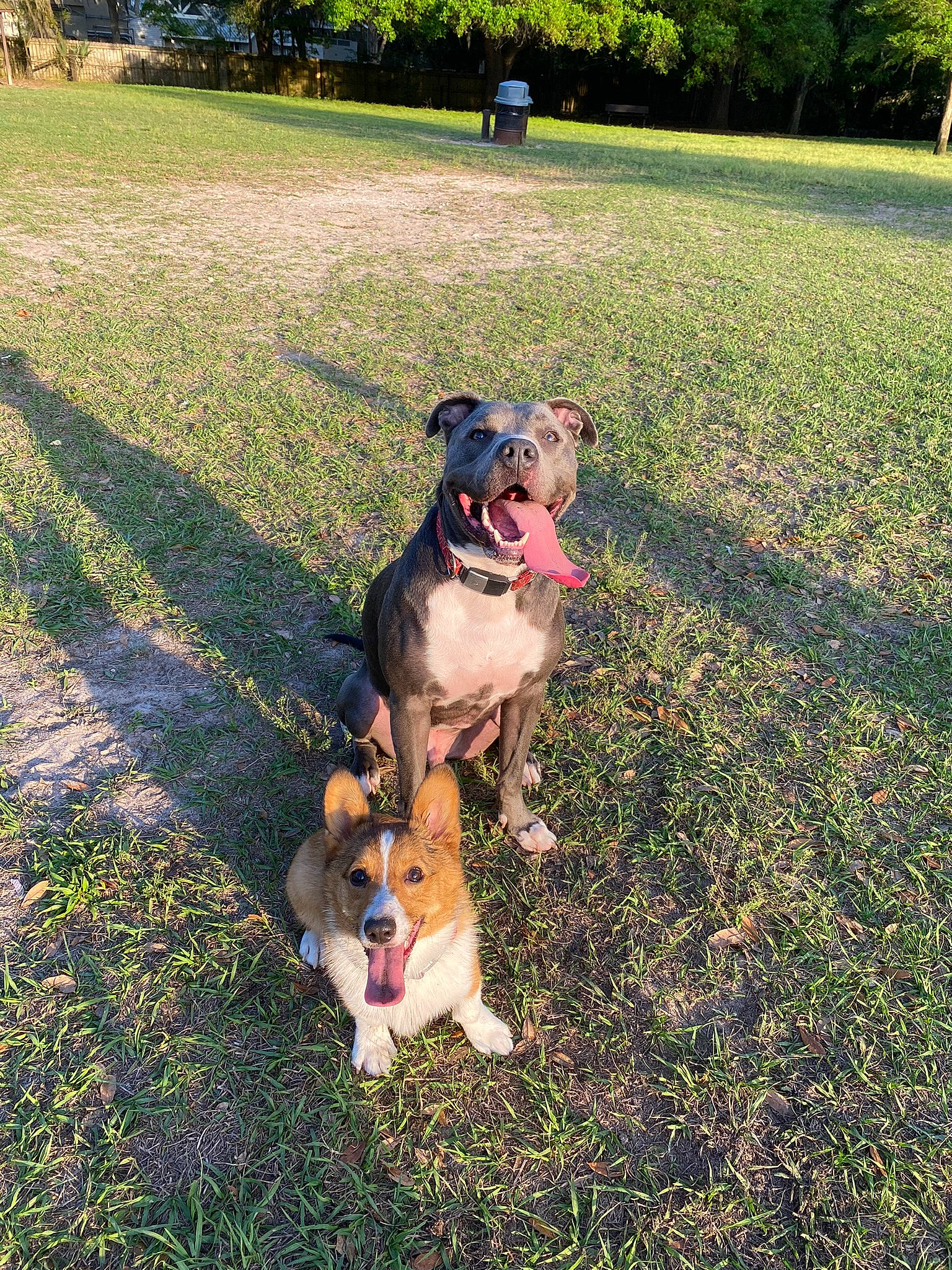 Levi joined the competition — help win amazing prizes! canidae, carnivore, collar, companion_dog, dog, dog_breed, dog_collar, fawn, grass, grass_family, grassland, hat, lawn, leash, people_in_nature, plant, sporting_group, tail, tree, working_animal