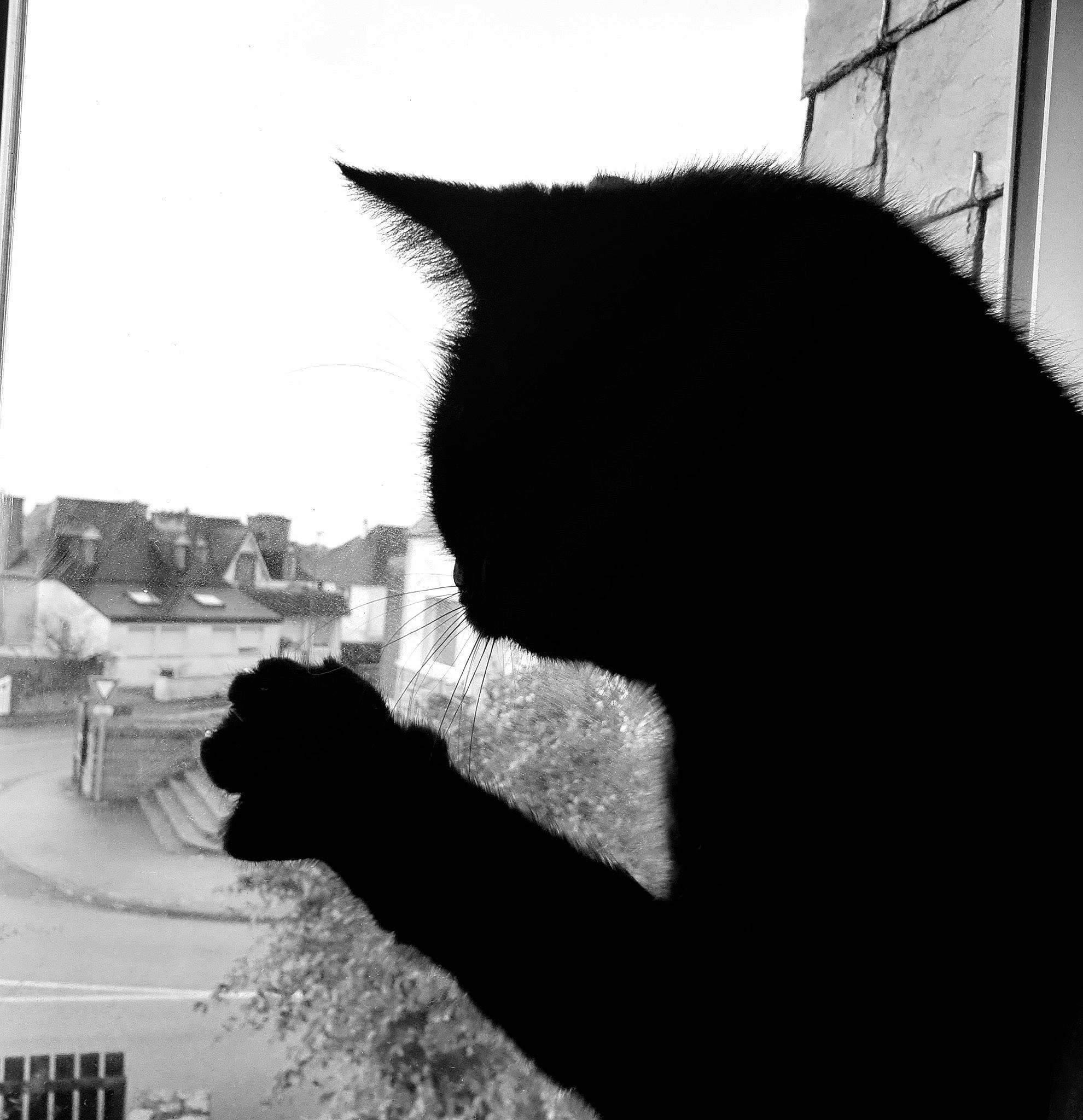 Mimi participe au concours pour gagner de l'argent avec cette photo : black_and_white, black_cat, building, carnivore, cat, domestic_short_haired_cat, felidae, fur, gesture, monochrome, monochrome_photography, plant, small_to_medium_sized_cats, snout, style, sunlight, tail, tints_and_shades, whiskers, window