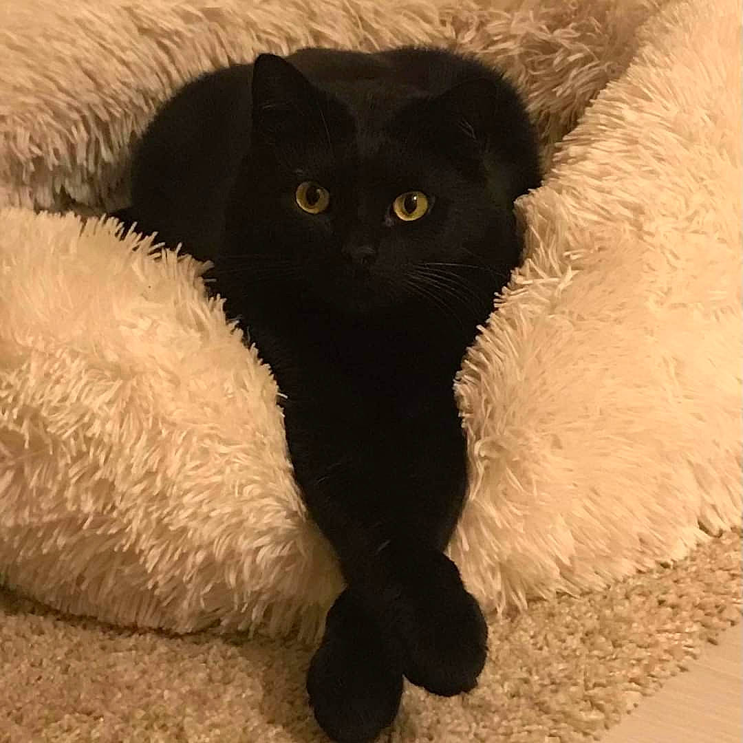 Baghera participe au concours pour gagner de l'argent avec cette photo : black_cat, bombay, carnivore, cat, claw, comfort, domestic_short_haired_cat, fawn, felidae, fur, paw, sand, small_to_medium_sized_cats, snout, tail, whiskers, working_animal