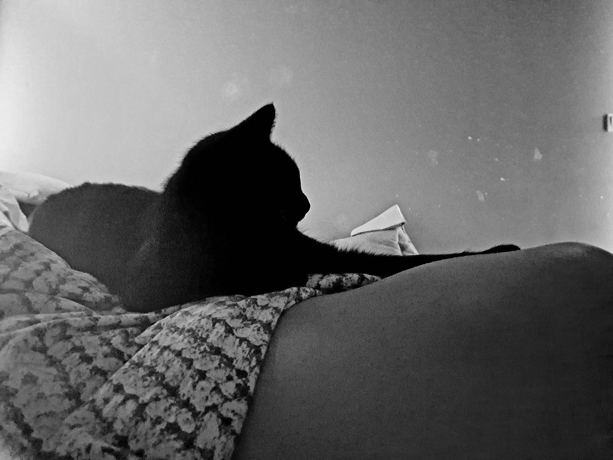 Baghera a rejoint le concours — aidez-le/la à gagner de superbes lots ! black_and_white, carnivore, cat, cloud, comfort, darkness, felidae, fur, grey, human_leg, landscape, monochrome, monochrome_photography, sky, small_to_medium_sized_cats, style, tail, tints_and_shades, tree, whiskers