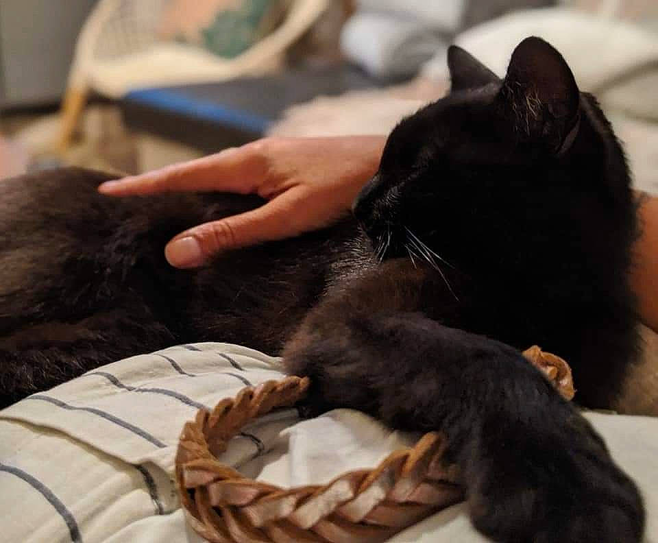 Baghera a rejoint le concours — aidez-le/la à gagner de superbes lots ! black_cat, bombay, carnivore, cat, claw, comfort, companion_dog, domestic_short_haired_cat, ear, felidae, fur, gesture, lap, mammal, nail, nap, paw, small_to_medium_sized_cats, sporting_group, whiskers