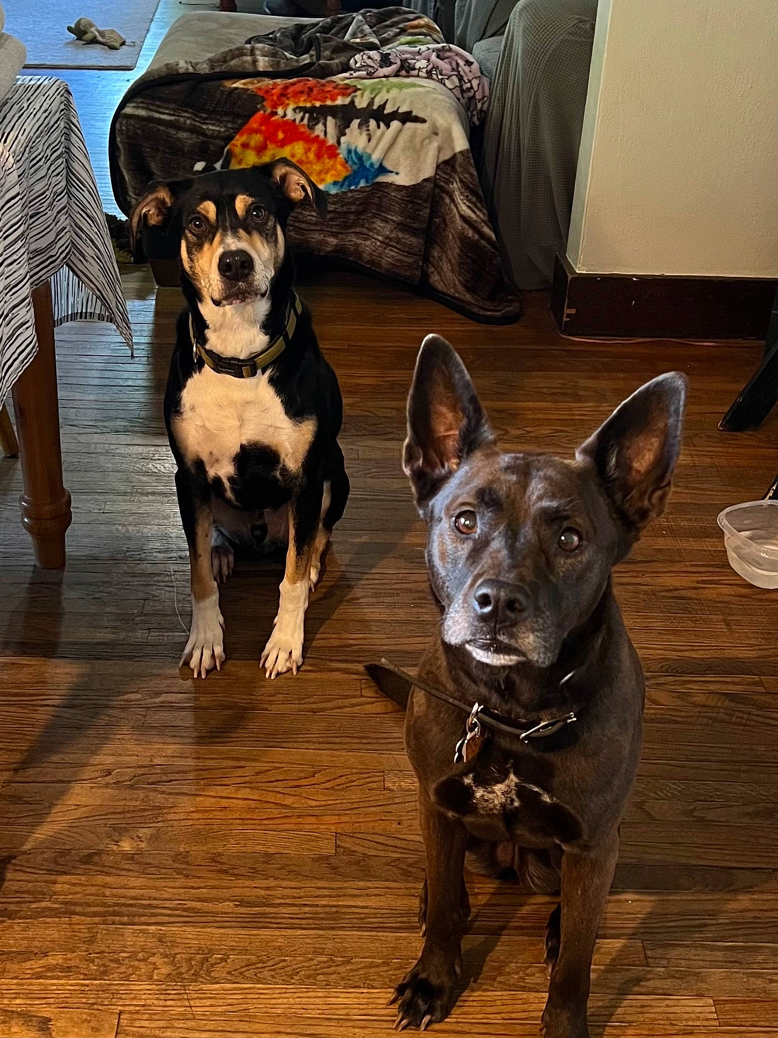 Arlo joined the competition — help win amazing prizes! canidae, carnivore, chair, collar, companion_dog, couch, dog, dog_breed, dog_collar, dog_supply, fawn, flooring, guard_dog, hardwood, snout, sporting_group, toy_dog, whiskers, wood, working_animal