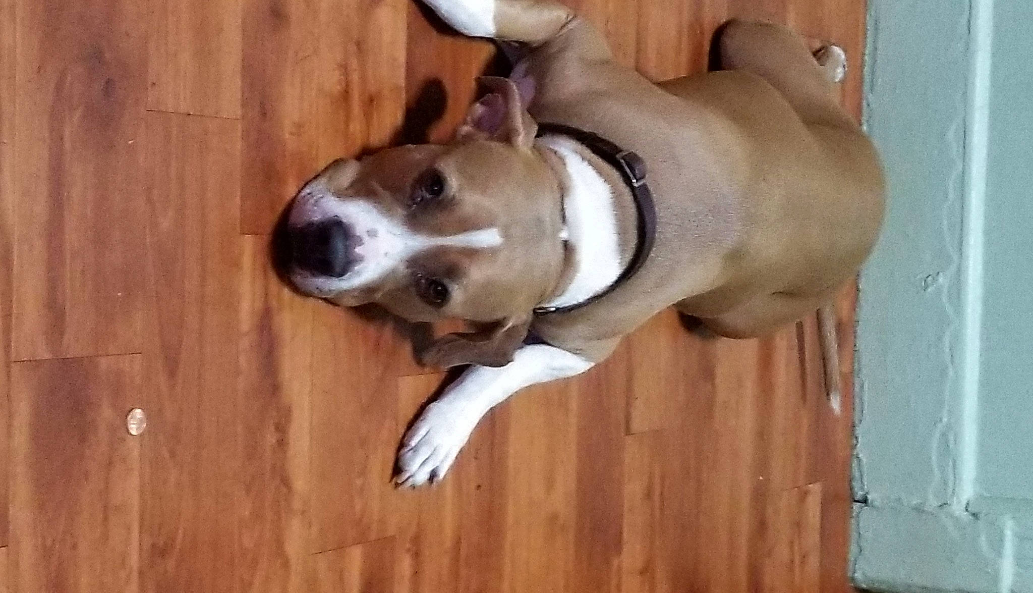 Lola La Loca is registered to the contest to win money with this photo: american_staffordshire_terrier, ancient_dog_breeds, basenji, canidae, carnivore, dog, dog_breed, fawn, feist, mammal, miniature_fox_terrier, non_sporting_group, nose, pit_bull, snout, terrier, vertebrate