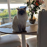 Nala participe au concours pour gagner de l'argent avec cette photo : blinds, blue_eyes, carpet, cat, chair, curtain, cushioned_chair, daylight, domestic_animal, flowers, fluffy, furniture, home_interior, indoor, pet, plant, table, vase, window, wooden_table