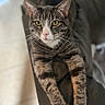 Miso is registered to the contest to win money with this photo: cat, tabby, pet, animal, feline, indoor, relaxed, couch, fur, whiskers, yellow_eyes, paws, stretching, close_up, domestic_animal, home, cute, mammal, resting, portrait