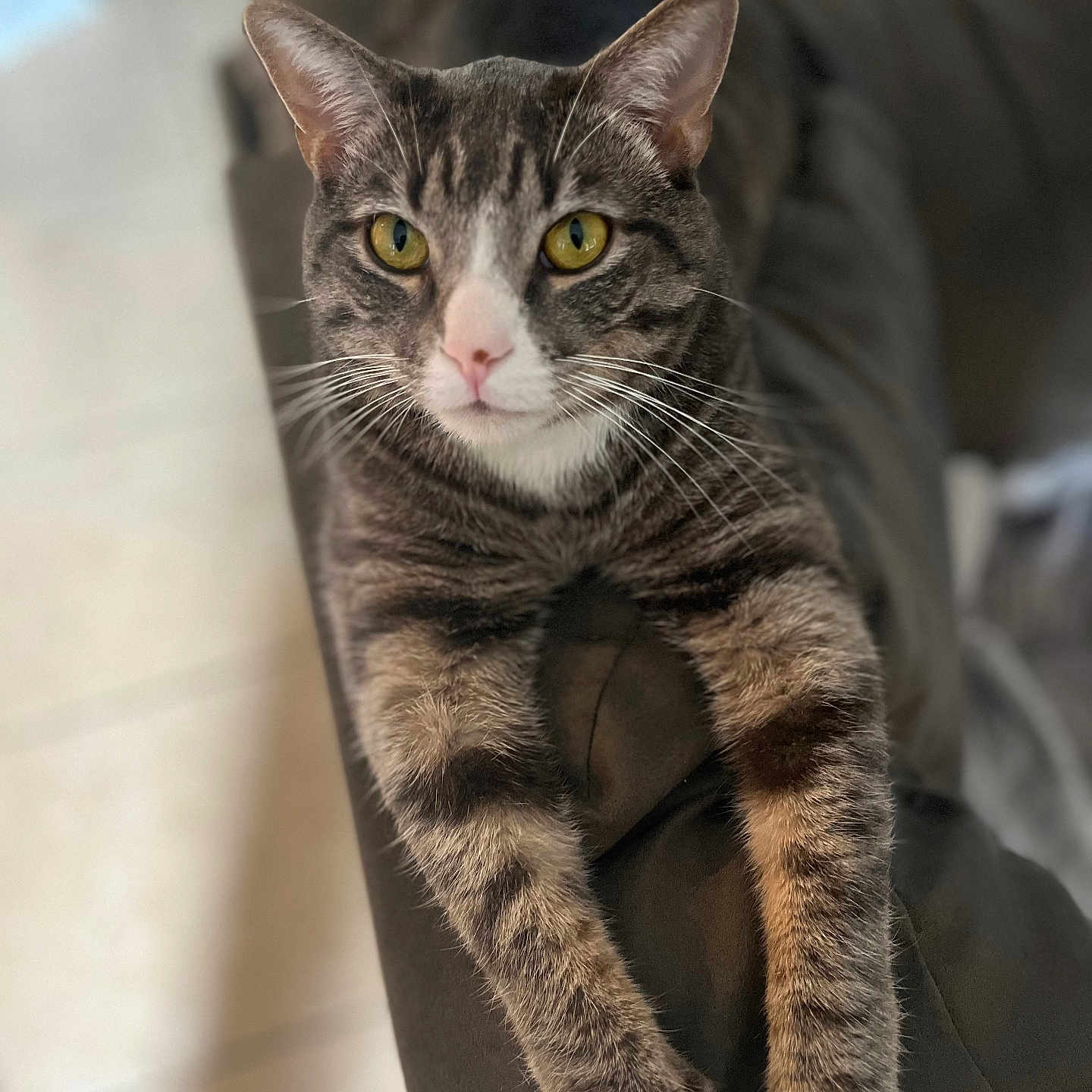 Miso is registered to the contest to win money with this photo: cat, tabby, pet, animal, feline, indoor, relaxed, couch, fur, whiskers, yellow_eyes, paws, stretching, close_up, domestic_animal, home, cute, mammal, resting, portrait