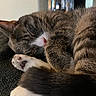 Miso joined the competition — help win amazing prizes! cat, tabby, sleeping, paw, fur, closeup, cozy, indoor, resting, cute, pet, whiskers, pink_nose, curled_up, relaxed, soft, animal, feline, nap, domestic