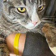 Miso is registered to the contest to win money with this photo: cat, tabby, yellow_eyes, close_up, whiskers, pink_nose, fur, person, arm, wristband, yellow_wristband, gray_sleeve, pet, indoor, domestic_animal, resting, cozy, sharp_detail, animal, cute
