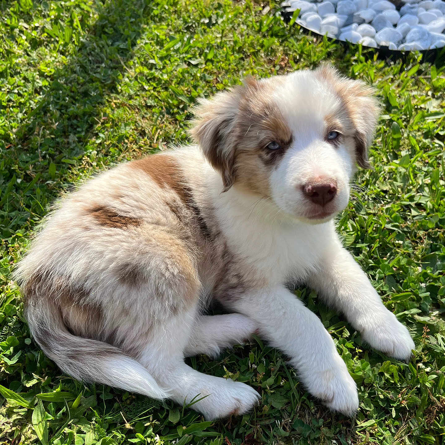 Beerus a rejoint le concours — aidez-le/la à gagner de superbes lots ! puppy, dog, grass, outdoor, sunlight, greenery, pet, young_animal, cute, fur, relaxing, nature, garden, white_stones, container, animal, canine, summer, playful, adorable