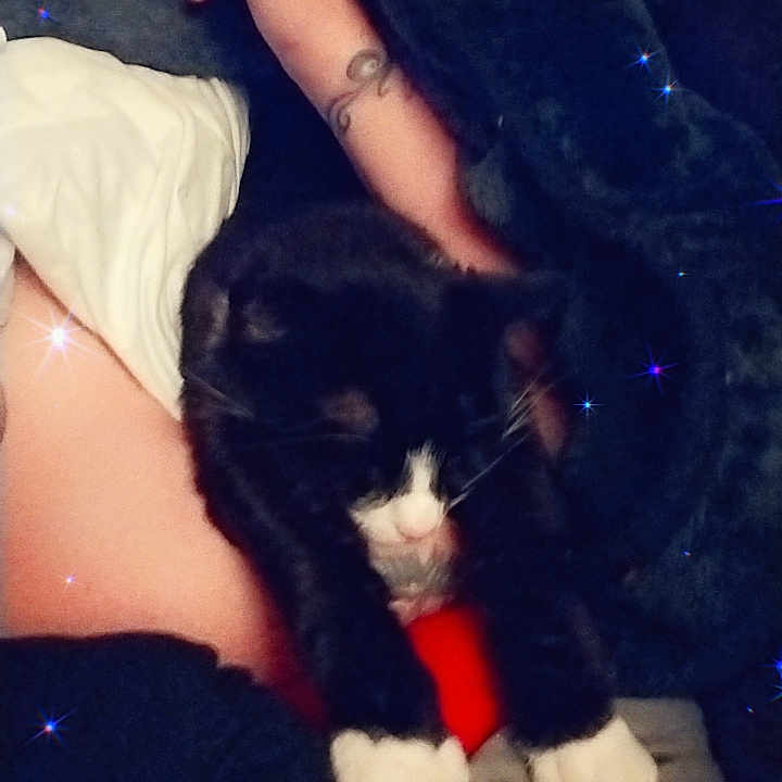 Oreo joined the competition — help win amazing prizes! accessories, animal, ankle, baby, blackcat, blanket, bodypart, cat, couch, finger, furniture, glitter, hand, kitten, manx, person, pet, purple, velvet, wrist