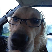 Falko participe au concours pour gagner de l'argent avec cette photo : dog, golden_retriever, sunglasses, car, vehicle, pet, portrait, closeup, fluffy, fur, cream_coat, black_nose, indoors, back_seat, passenger, funny, cute, wearing_accessory, camera, humorous