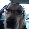 dog, golden_retriever, sunglasses, car, vehicle, pet, portrait, closeup, fluffy, fur, cream_coat, black_nose, indoors, back_seat, passenger, funny, cute, wearing_accessory, camera, humorous