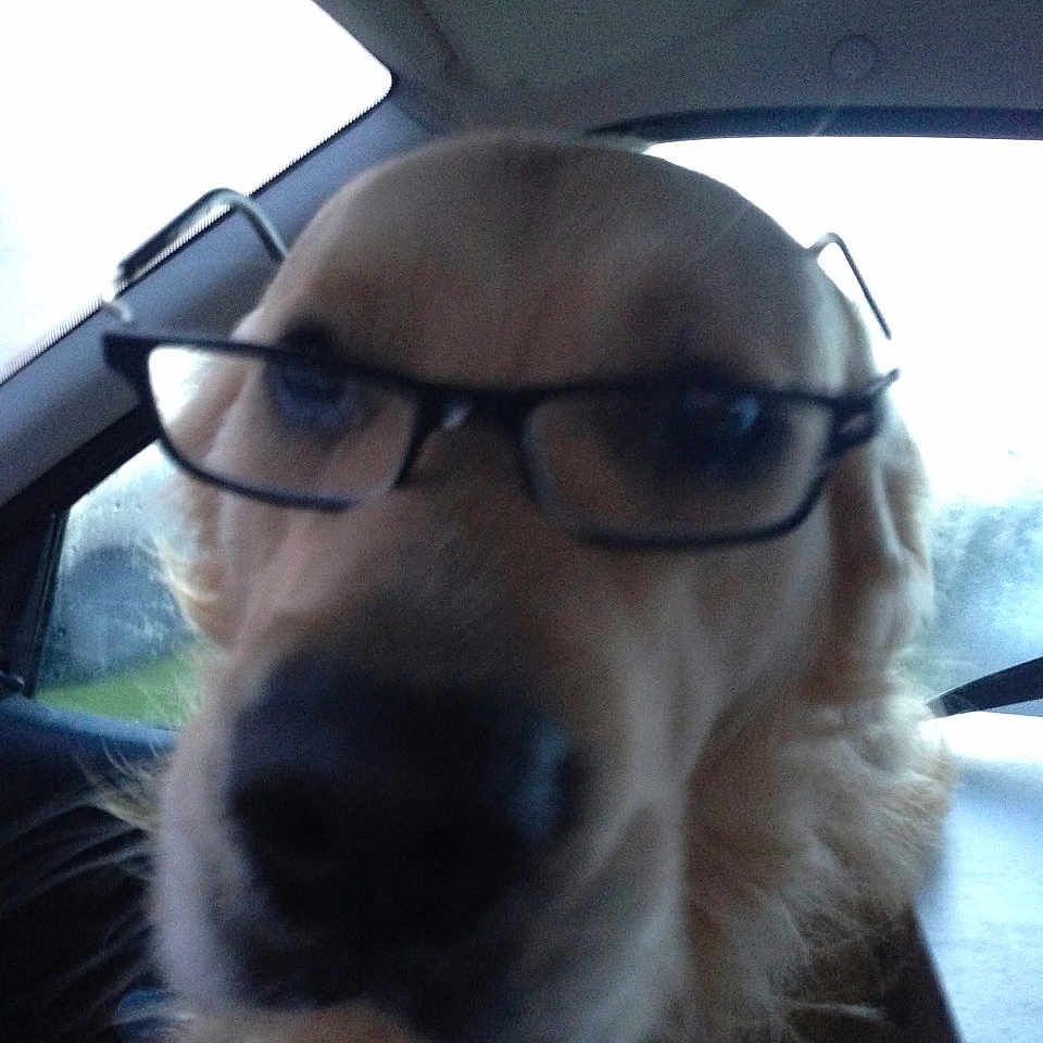 Falko participe au concours pour gagner de l'argent avec cette photo : dog, golden_retriever, sunglasses, car, vehicle, pet, portrait, closeup, fluffy, fur, cream_coat, black_nose, indoors, back_seat, passenger, funny, cute, wearing_accessory, camera, humorous