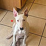 Bruno is registered to the contest to win money with this photo: bull_terrier, puppy, dog, white_dog, ears_up, sitting, tile_floor, indoor, kitchen, wooden_cabinet, heart_emoji, pet, cute, animal, young_dog, looking_up, domestic, floor_tiles, pink_ears, adorable