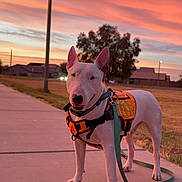 Bruno joined the competition — help win amazing prizes! dog, bull_terrier, white_dog, leash, harness, sidewalk, street_lamp, sunset, sky, clouds, grass, tree, outdoor, animal, pet, walking, park, evening, canine, urban