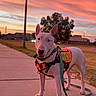 dog, bull_terrier, white_dog, leash, harness, sidewalk, street_lamp, sunset, sky, clouds, grass, tree, outdoor, animal, pet, walking, park, evening, canine, urban